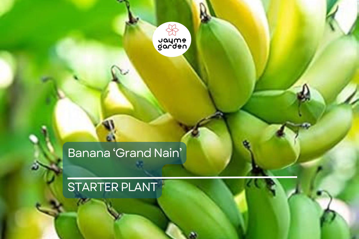 Banana Starter Plant - Gran Nain Variety - Musa acuminata - Live Organic High-Yield Indoor & Outdoor Gardening