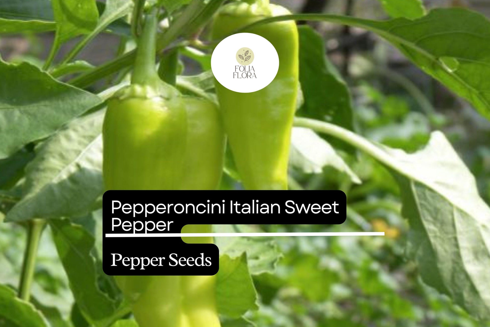 Pepperoncini Pepper Seeds 250mg | Italian Sweet, Non-GMO, Heirloom Variety | Capsicum annuum for Pickling & Fresh Dishes