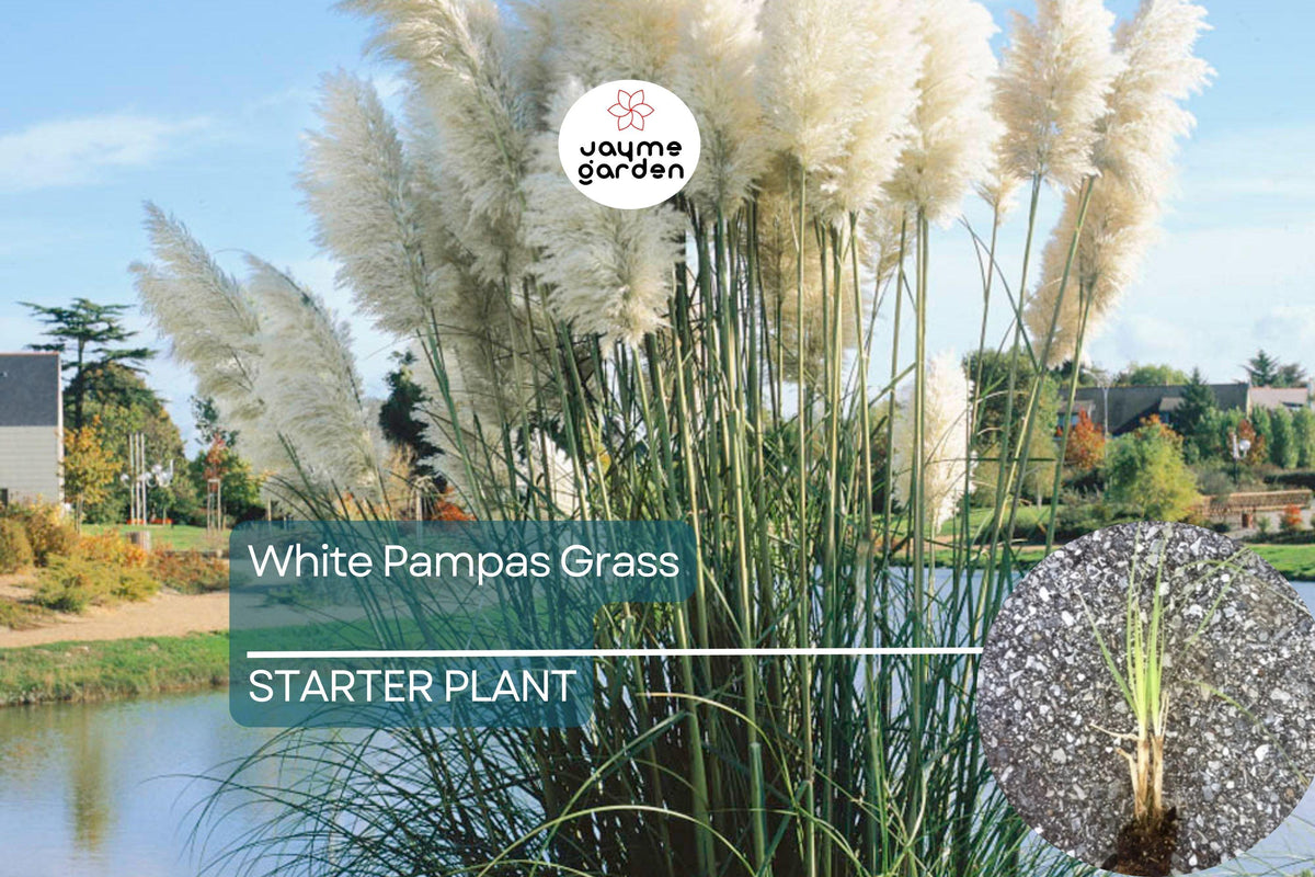 White Pampas Grass Starter Plug Plant | Cortaderia selloana | Hardy Ornamental Grass with Feathery White Plumes