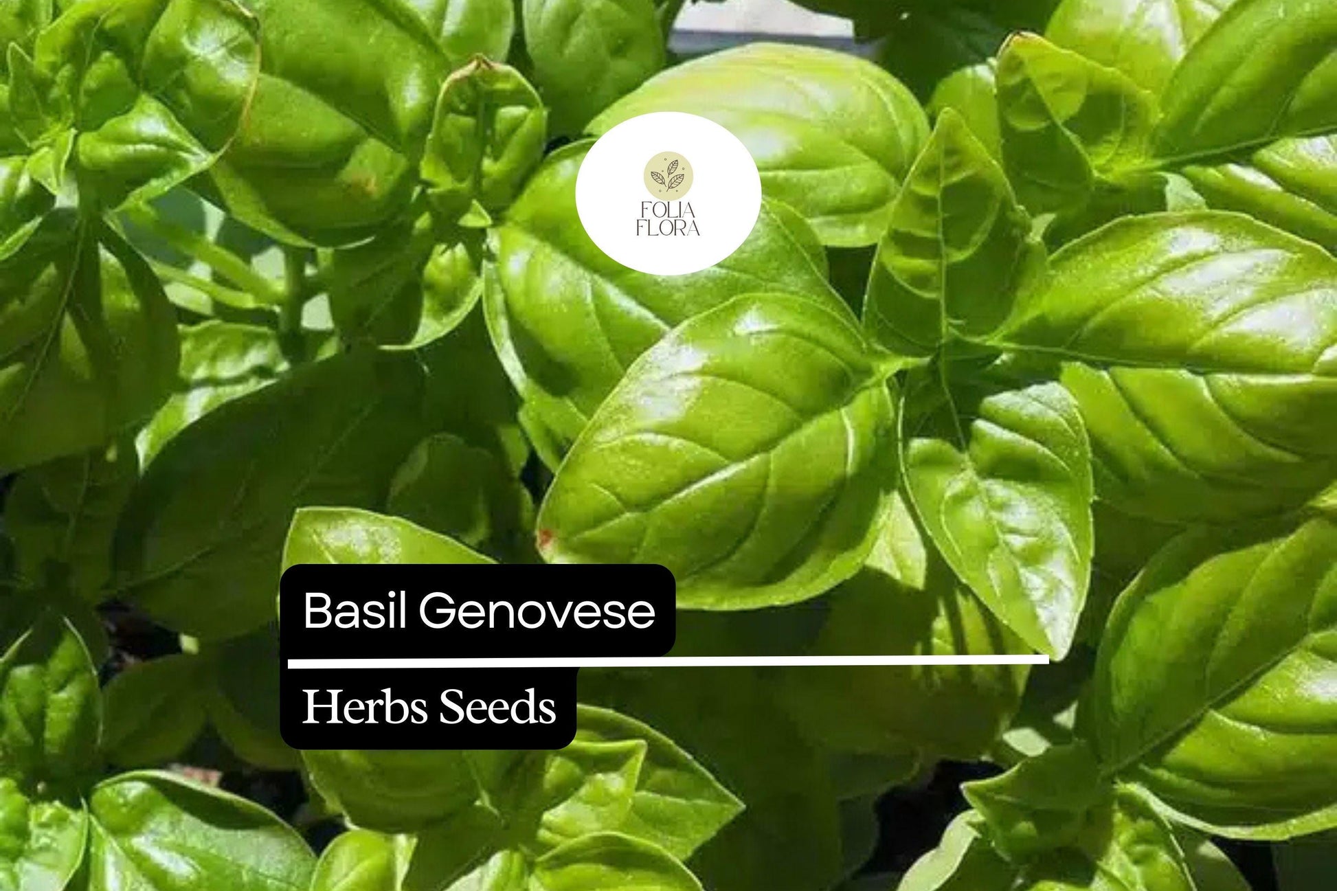 Basil Seeds 2000 Count | Genovese Heirloom | Non-GMO Italian Herb | Aromatic Culinary Favorite | Ocimum basilicum