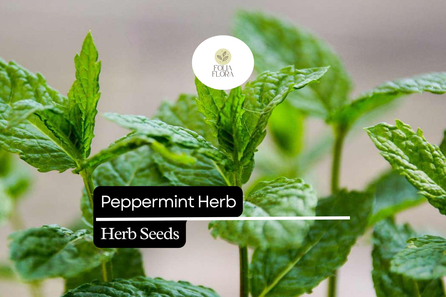 Peppermint Seeds - 1000 Count - Aromatic Culinary Herb - Mentha × piperita - Perfect for Tea and Gardens - Attracts Pollinators