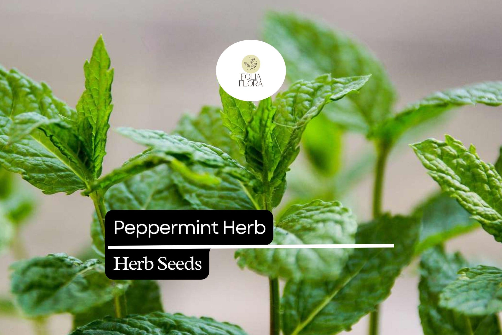 Peppermint Seeds - 1000 Count - Aromatic Culinary Herb - Mentha × piperita - Perfect for Tea and Gardens - Attracts Pollinators