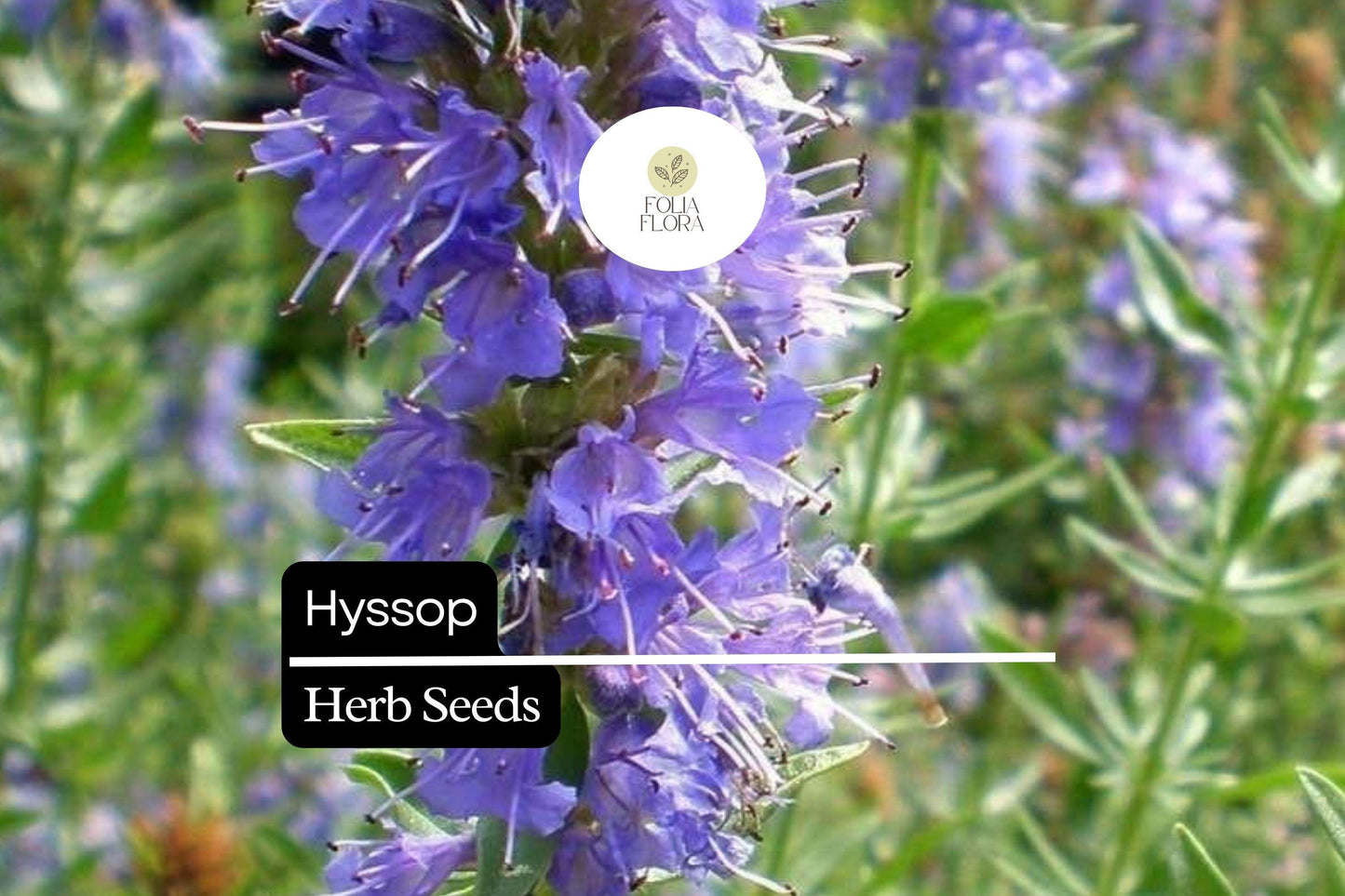 600 Seeds Hyssop Herb - Aromatic Culinary Plant with Blue, Purple, Pink Flowers - Hyssopus officinalis - Easy to Grow, Attracts Pollinators