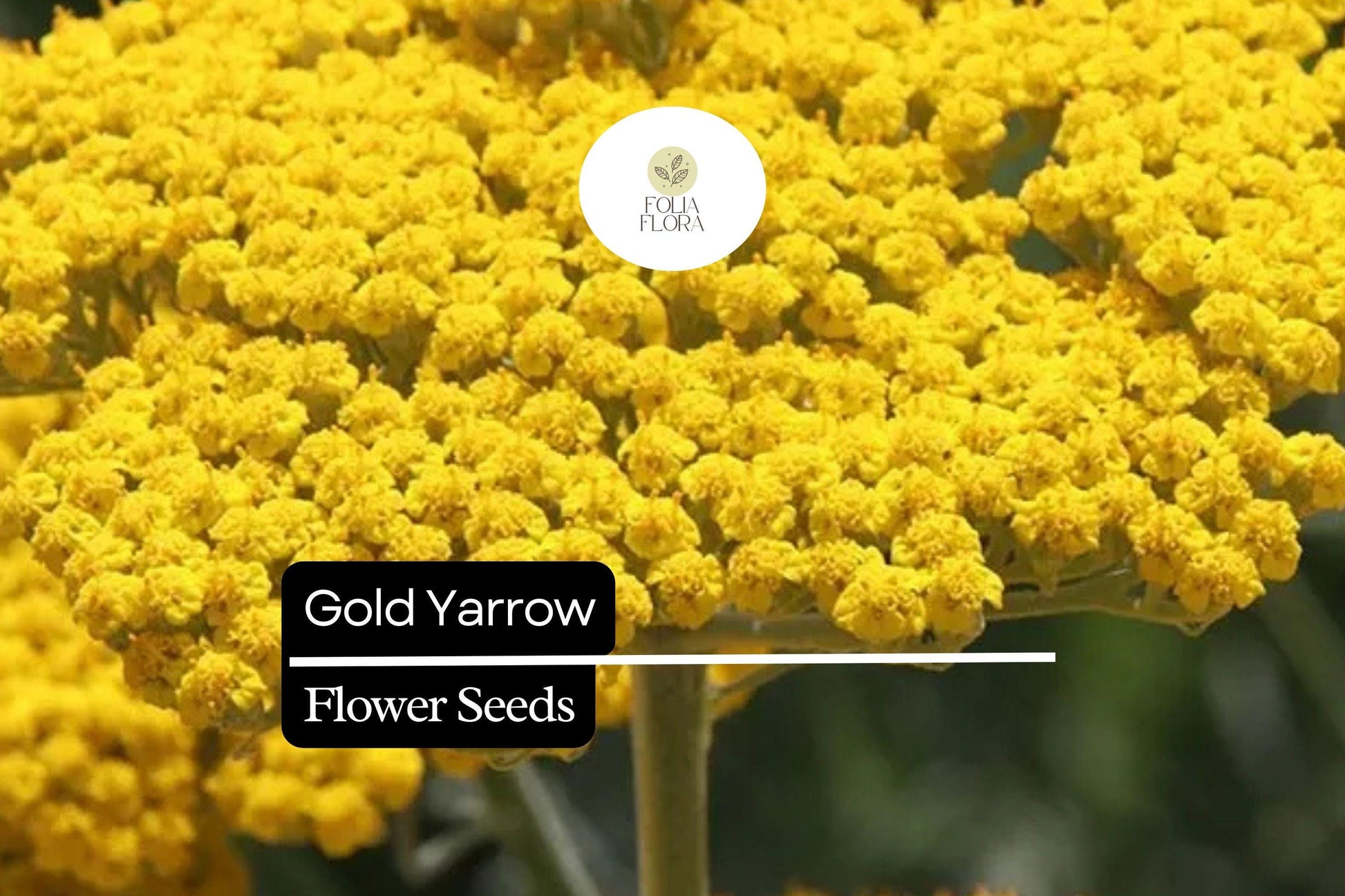 Gold Yarrow Seeds | 500-10,000 Seeds | Drought-Tolerant Yellow Flower | Achillea filipendulina | Pollinator-Friendly Perennial