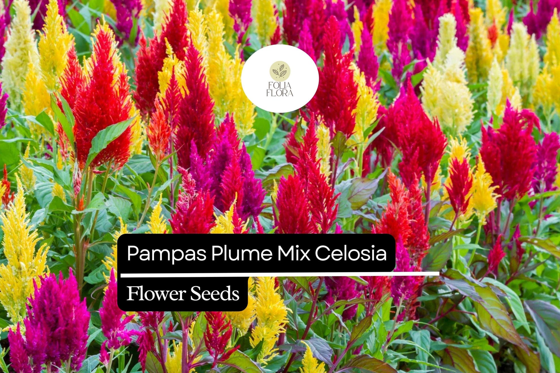 Pampas Plume Celosia Seeds Mix | Colorful Feathery Plumes | Celosia argentea | 50-1000 Seeds for Vibrant Gardens