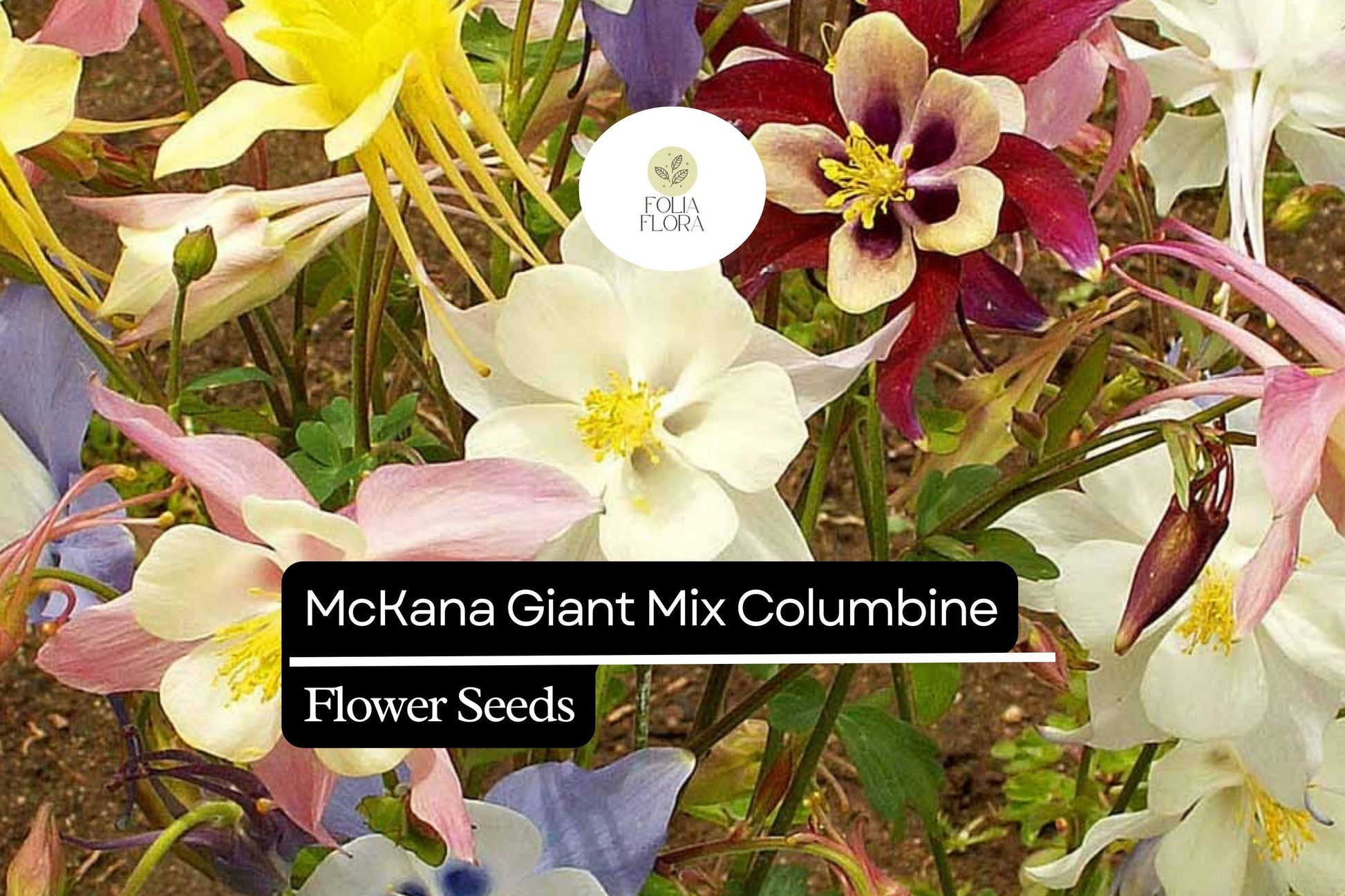 Giant Columbine Seeds - McKana Mix, Colorful Perennial Flowers, Aquilegia caerulea, Pollinator-Friendly, Long-Lasting Blooms