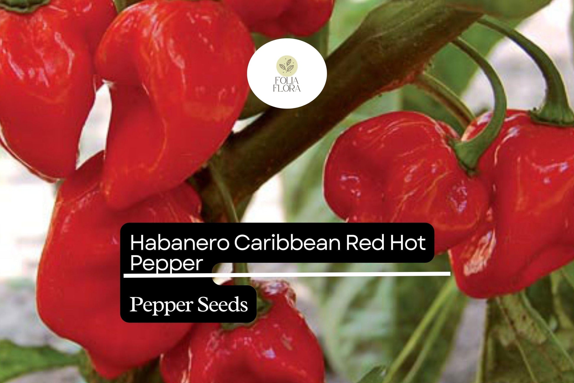 Caribbean Red Habanero Pepper Seeds 250mg | Spicy Capsicum chinense | High Yield, Non-GMO, Ideal for Hot Sauces & Salsas
