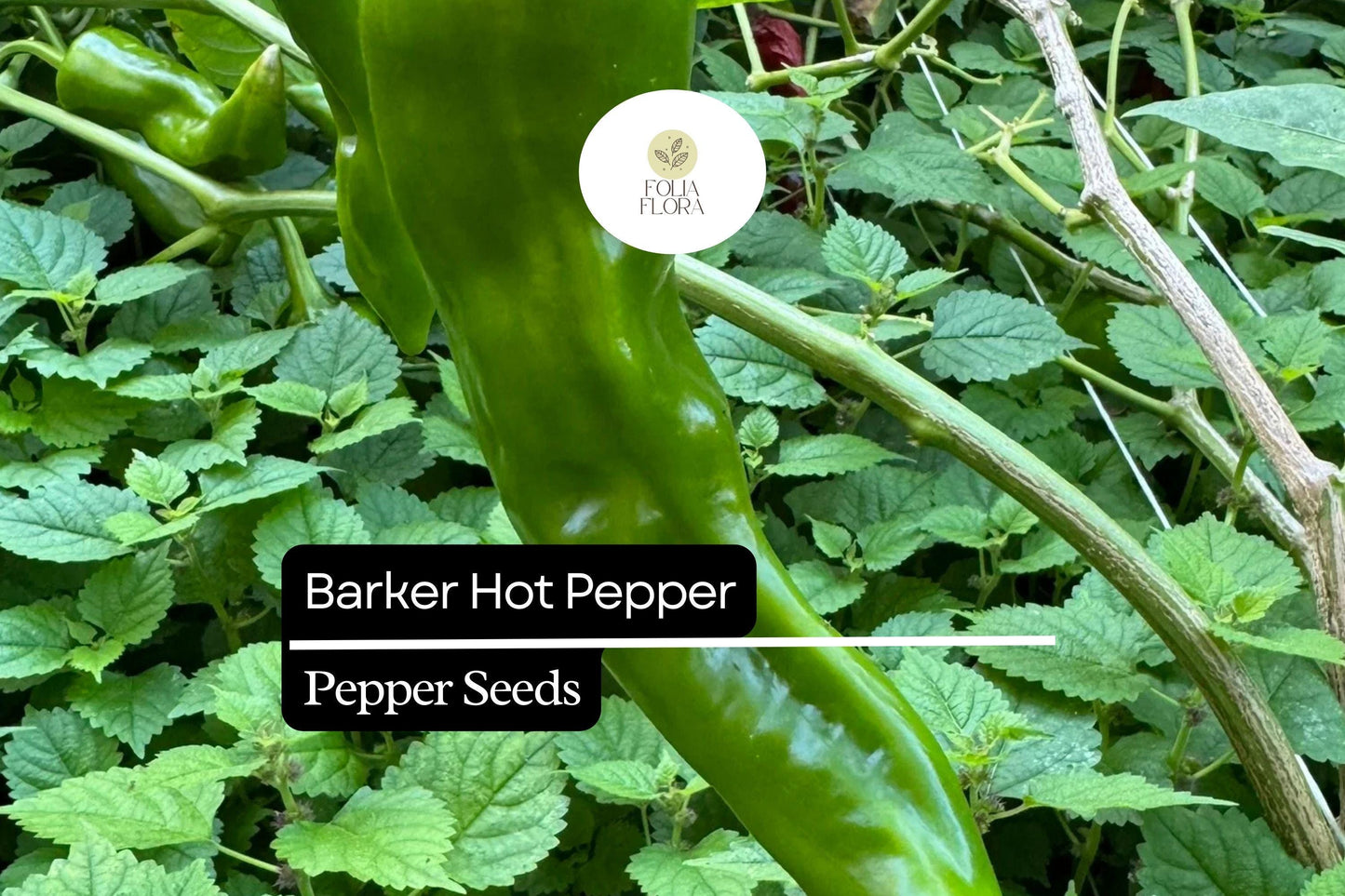 Barker Hot Pepper Seeds 250mg | Heirloom Chili Capsicum annuum | Non-GMO, High Heat, Versatile for Salsas & Sauces
