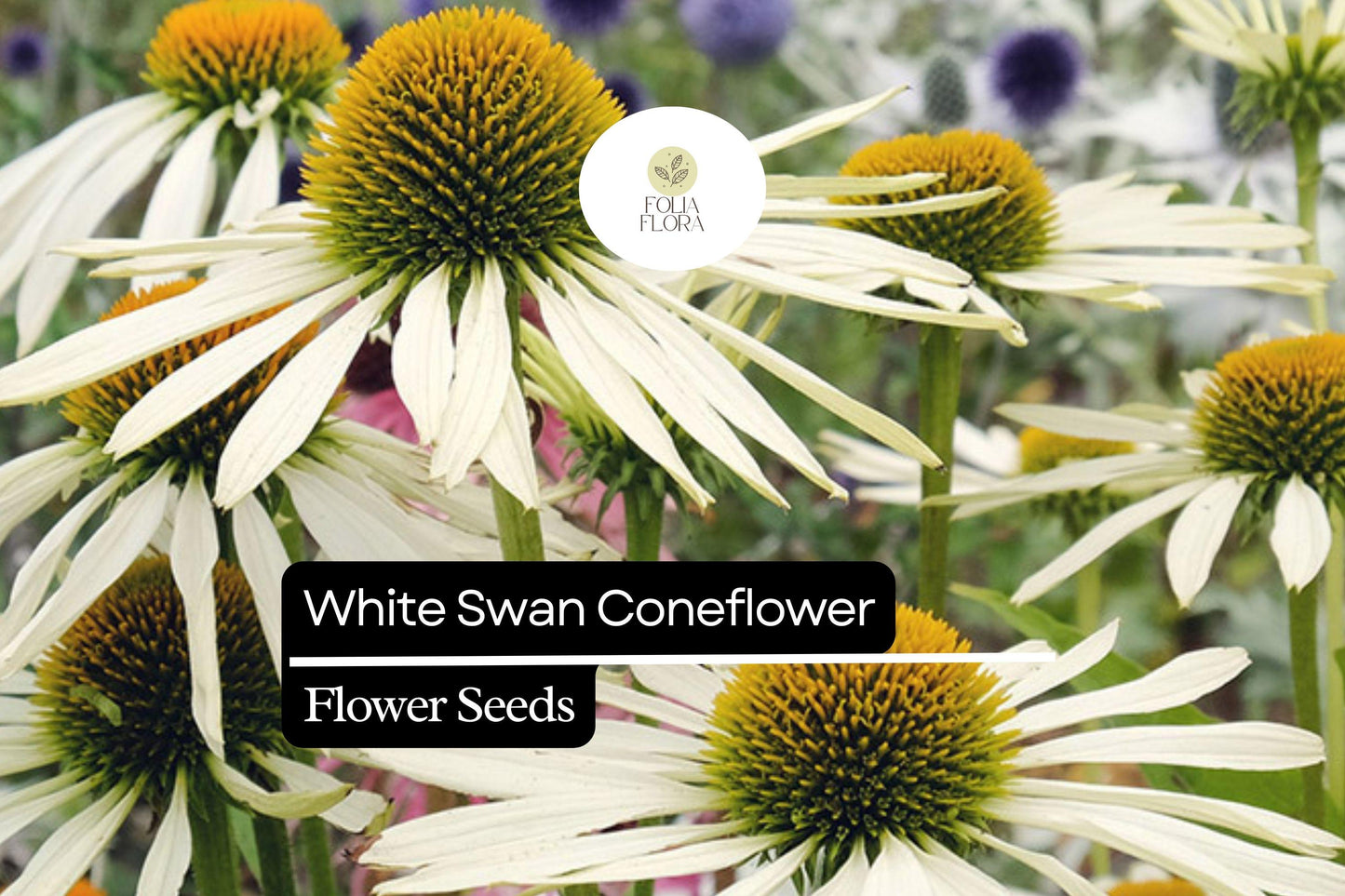 White Swan Coneflower Seeds | Echinacea purpurea 'White Swan' | Pollinator-Friendly, Drought-Tolerant Perennial