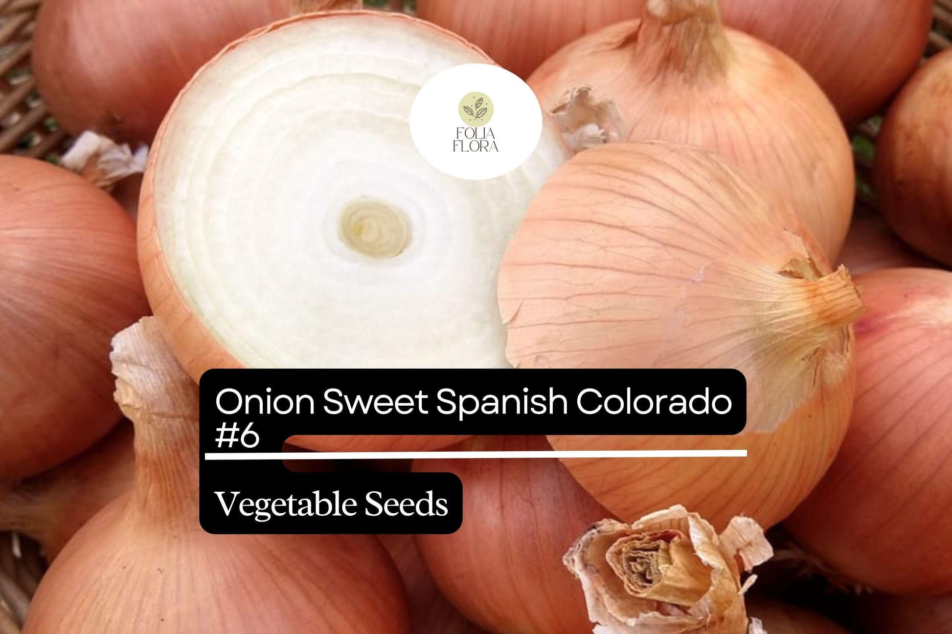 Sweet Spanish Onion Seeds 250mg - Non-GMO Allium cepa Colorado #6 - Large Globe-Shaped Bulbs, Sweet Flavor, High Yield