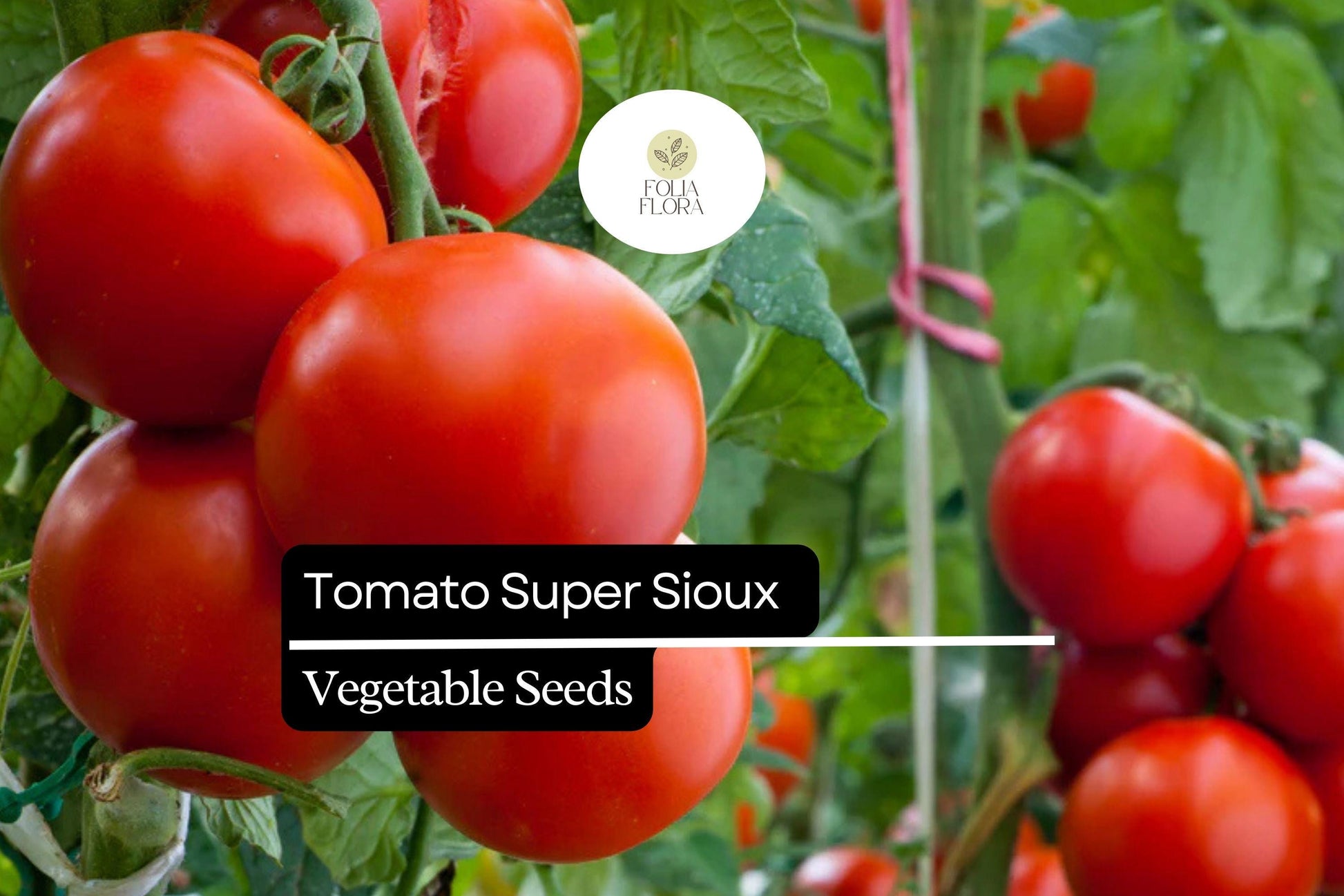 Super Sioux Tomato Seeds | 100mg | Heat Tolerant Heirloom | Solanum lycopersicum | Drought Resistant, Rich Flavor