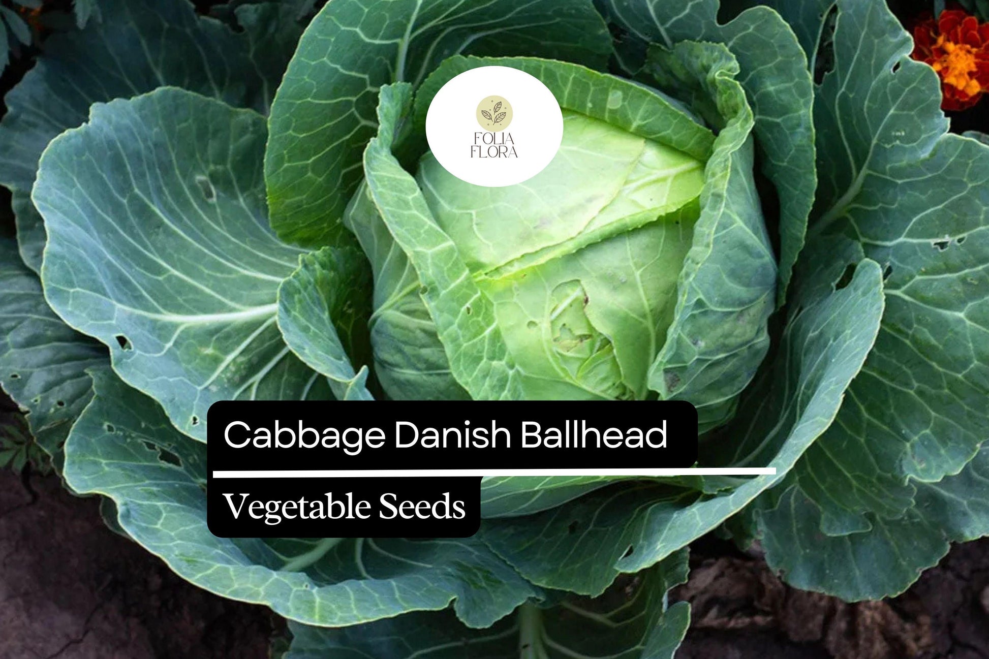 Danish Ballhead Cabbage Seeds 1g | Heirloom, Cold-Hardy, Compact | Brassica oleracea | Sweet Flavor, Long Storage