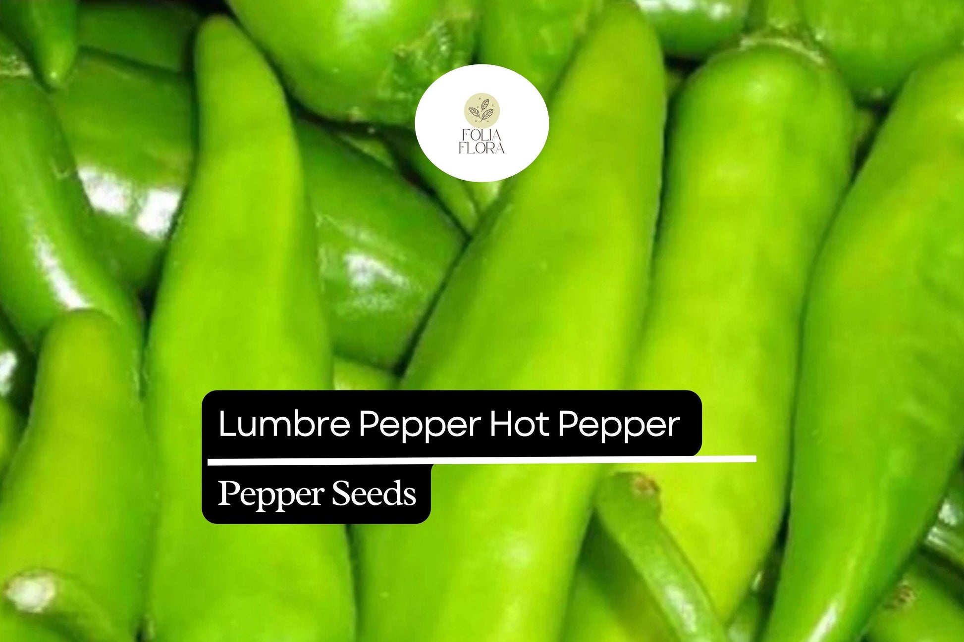 Lumbre Hot Pepper Seeds | 250mg | High Heat Red Variety | Capsicum annuum | Compact Plant for Container Gardening