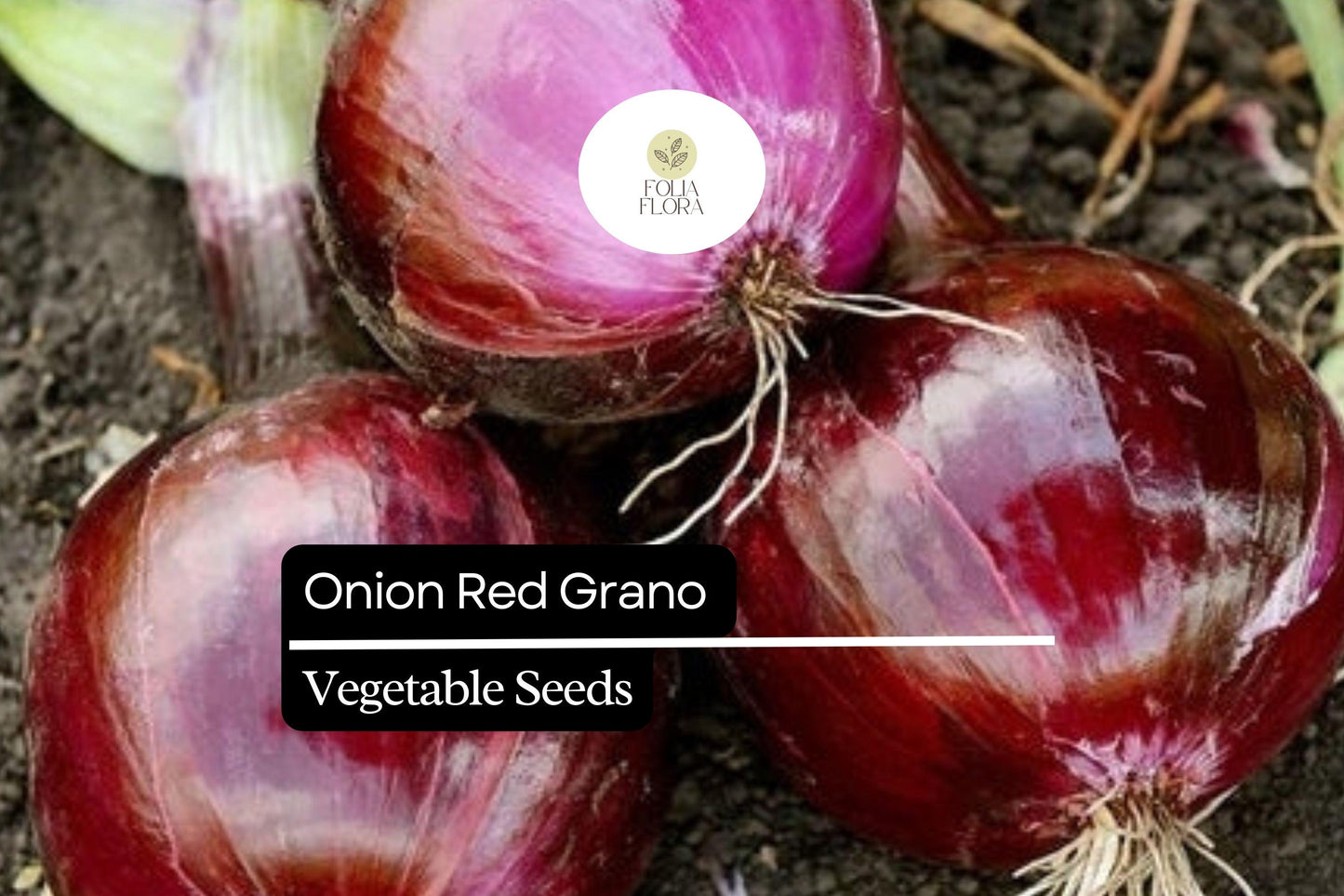 Red Grano Onion Seeds 250mg - Mild Sweet Flavor, Deep Red Skin, Allium cepa - Ideal for Salads & Cooking