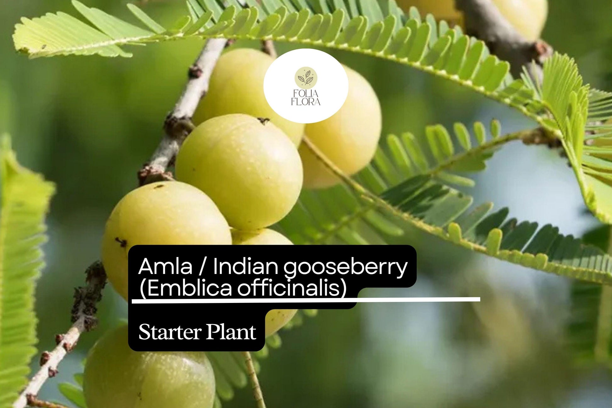 Amla Starter Plant 12-24" Live Indian Gooseberry Tree (Emblica officinalis) - Tropical Fruit, Vitamin C-Rich, Easy Care