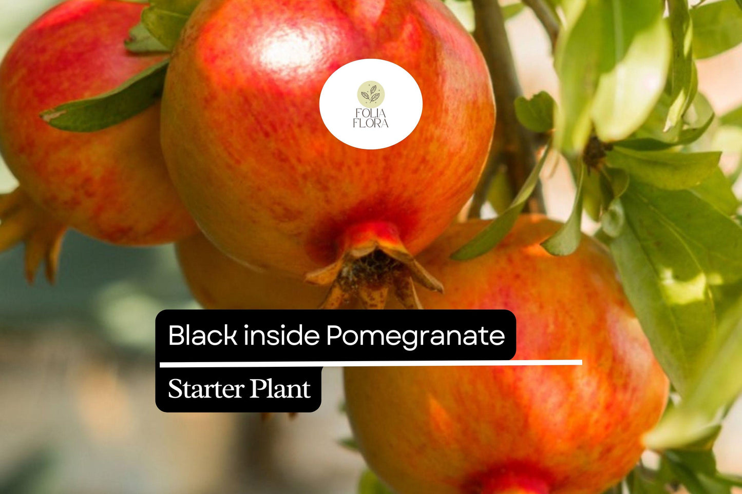 Black Inside Pomegranate Starter Plant 10-24" - Punica granatum, Fruit-Bearing, Drought-Tolerant, Ornamental, Tropical Accent