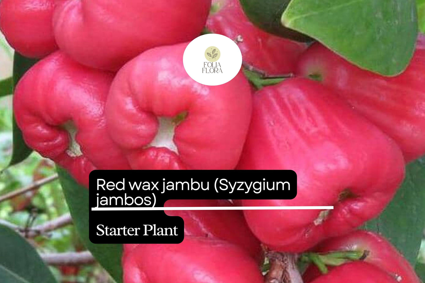 Red Wax Jambu Starter Plant 12"-24" Syzygium jambos Live Fruit Tree for Tropical Gardens