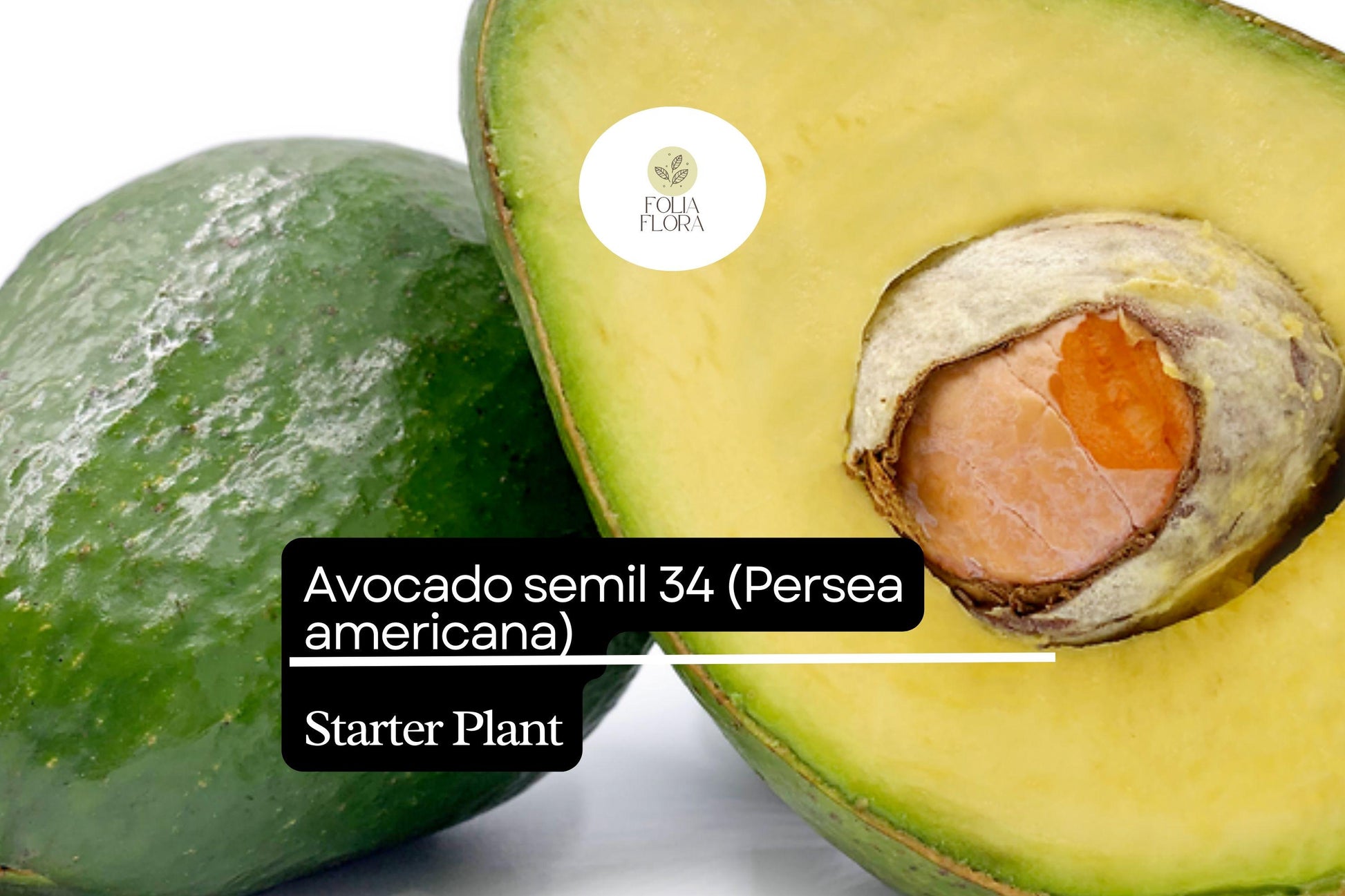 Avocado Starter Plant 12"-24" Semil 34 Variety (Persea americana) - Tropical Live Fruit Tree for Edible Gardens