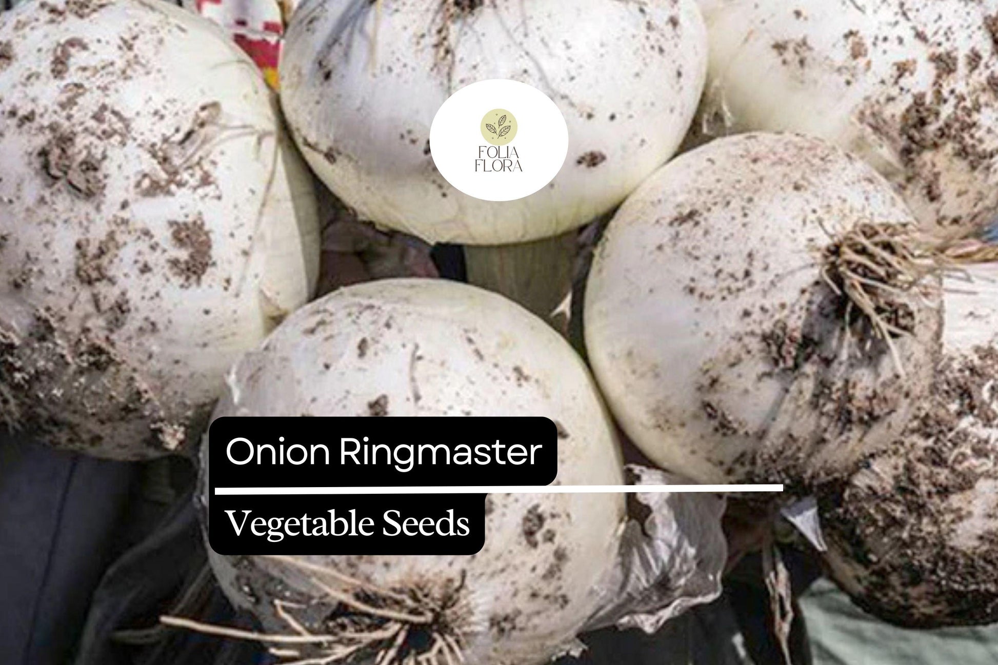 Onion Seeds 250mg | Ringmaster Variety | Crisp White Bulbs | Allium cepa | Sweet Flavor, Easy to Grow, Ideal for Cooking