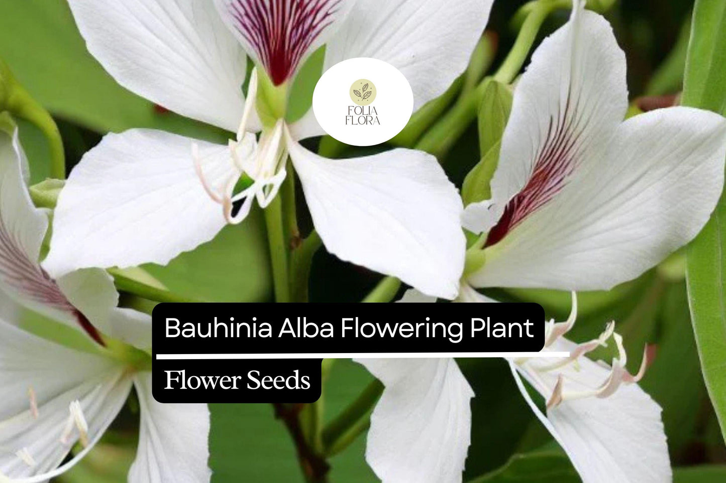 10 Bauhinia Alba Seeds | White Orchid Tree | Fragrant Flowering Plant | Bauhinia alba | Tropical Ornamental Garden Seeds