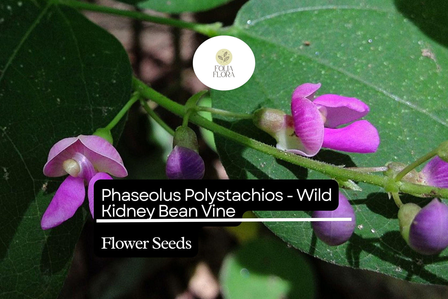 5 Seeds Wild Kidney Bean Vine - Phaseolus polystachios, Native Climbing Perennial, Nitrogen-Fixing, Light Purple Flowers