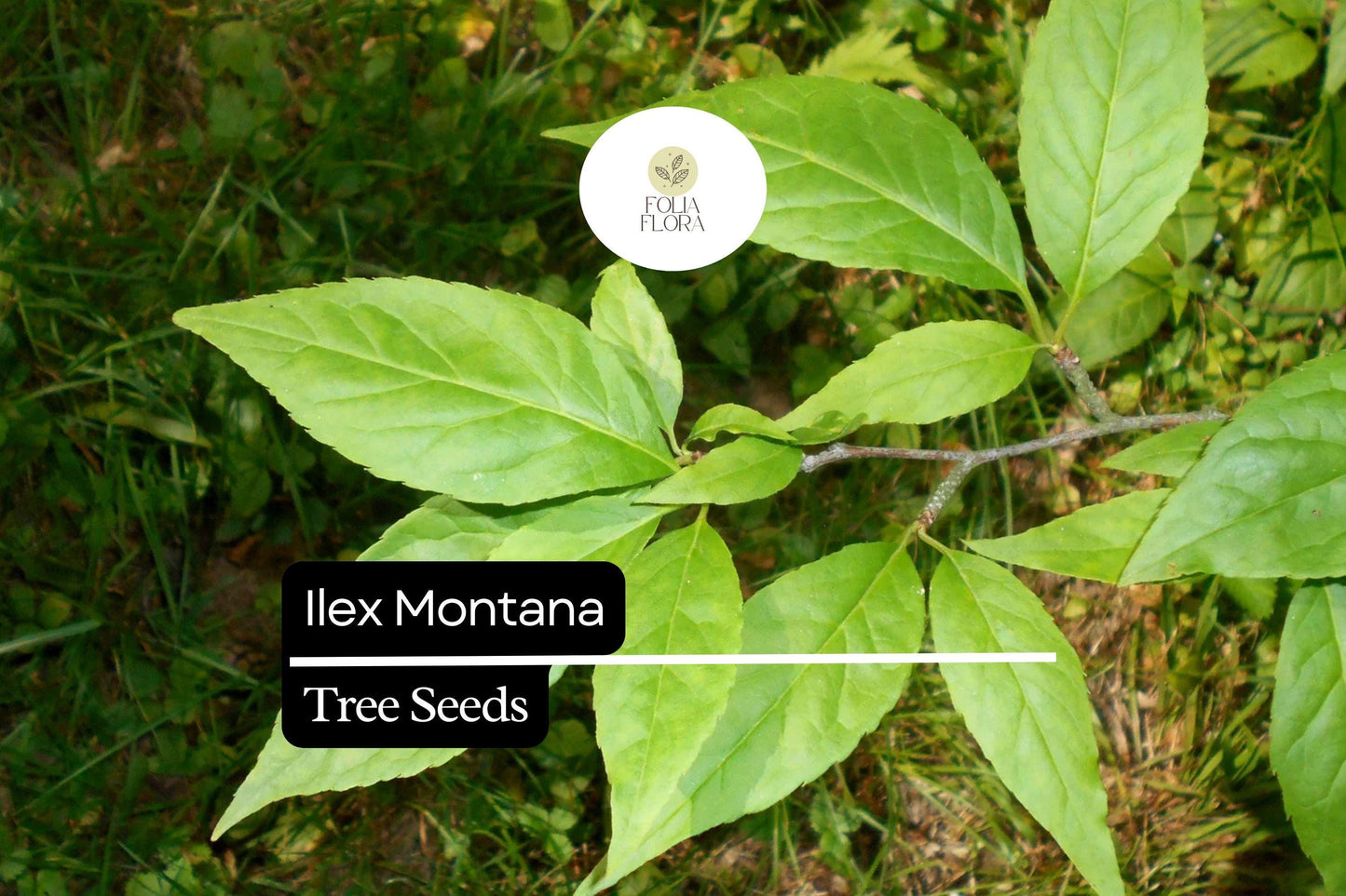 500mg Mountain Holly Seeds, Evergreen Shrub Ilex Montana, Hardy Berry Plant, Wildlife-Friendly, Red Berries, Acidic Soil