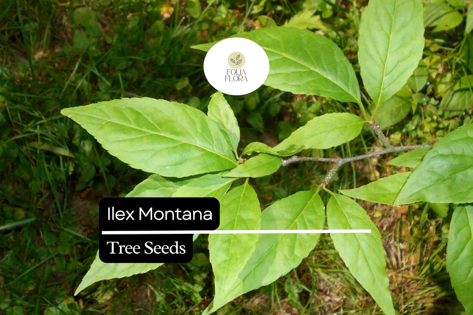 500mg Mountain Holly Seeds, Evergreen Shrub Ilex Montana, Hardy Berry Plant, Wildlife-Friendly, Red Berries, Acidic Soil
