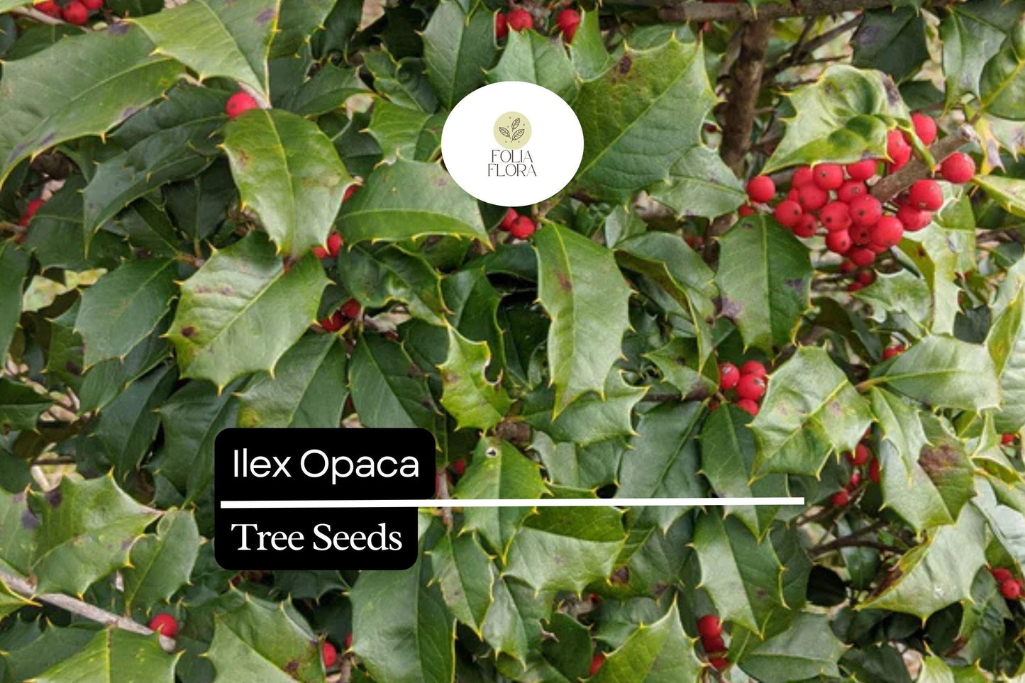 500mg American Holly Seeds, Ilex Opaca, Evergreen Tree with Red Berries, Wildlife-Friendly, USDA Zones 5-9