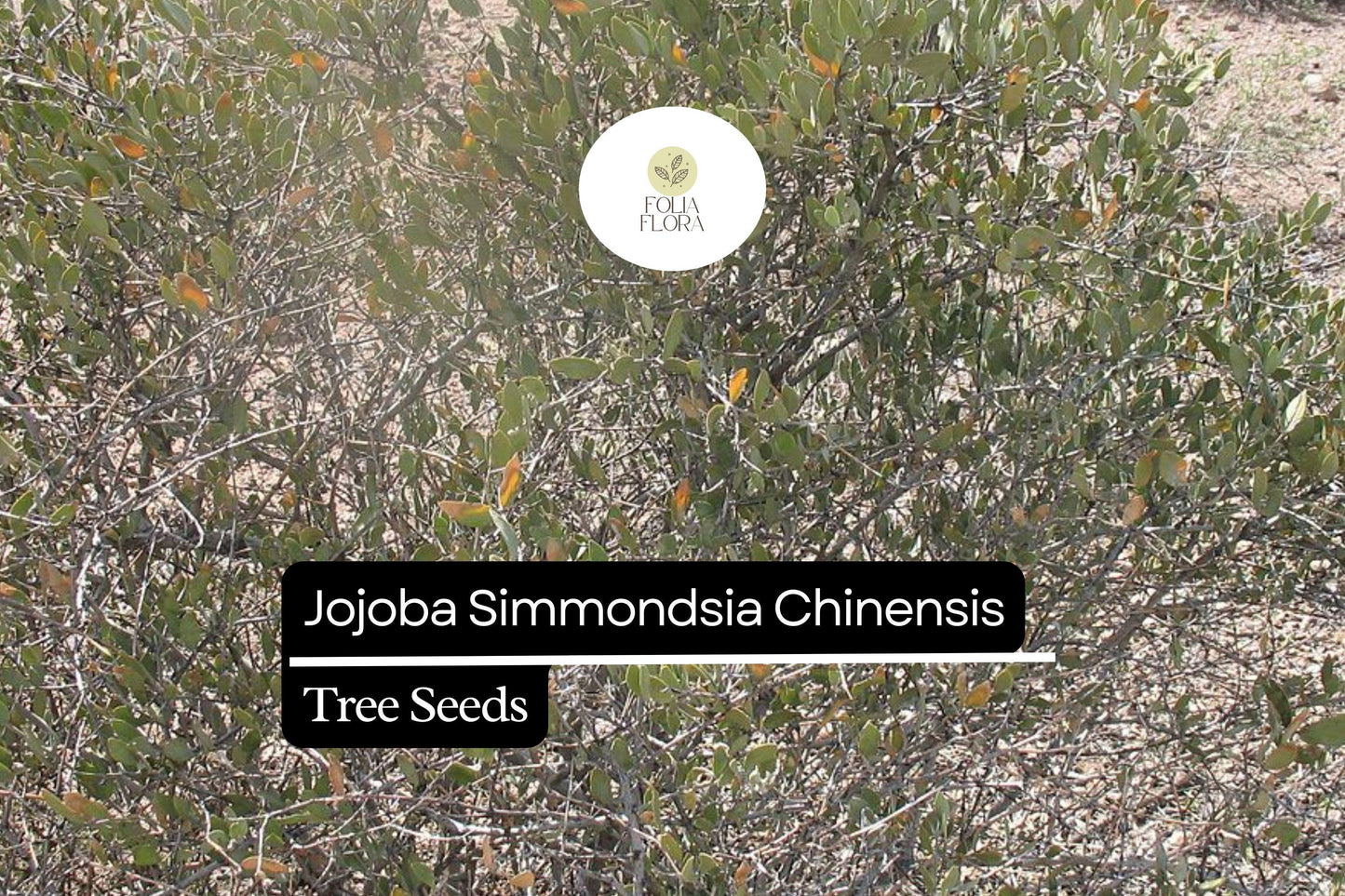 Jojoba Seeds (5pcs) - Drought-Tolerant, Oil-Rich, Simmondsia Chinensis for Sustainable Gardening and Xeriscaping