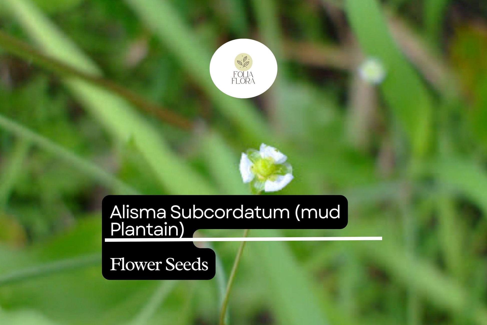 Mud Plantain Seeds | Aquatic Perennial | Alisma subcordatum | Wildlife-Friendly, Water Filtration, Pink Flowers