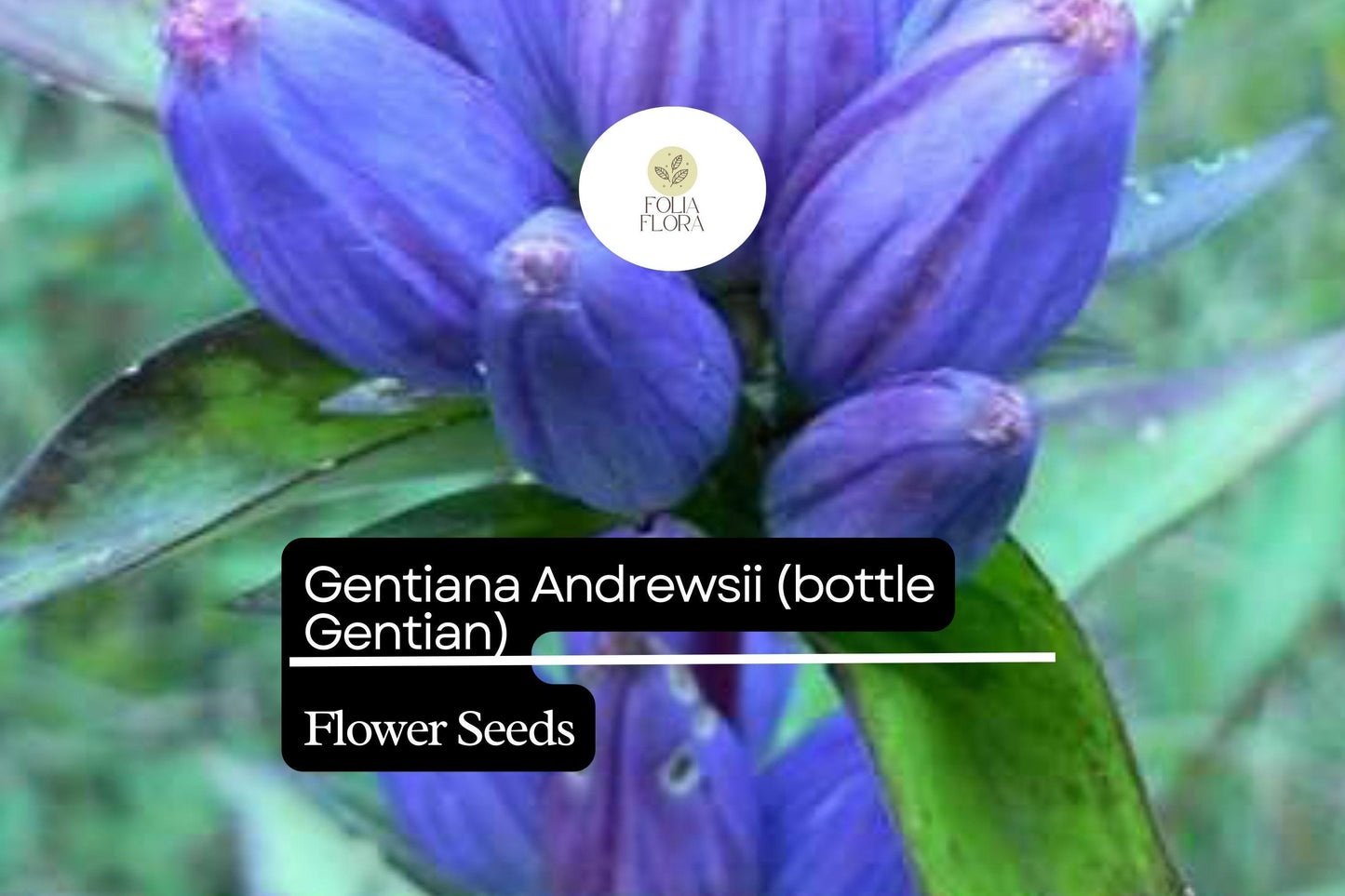 Bottle Gentian Seeds 100mg - Gentiana Andrewsii, Deep Blue Native Wildflower for Pollinators, Unique Closed Blooms
