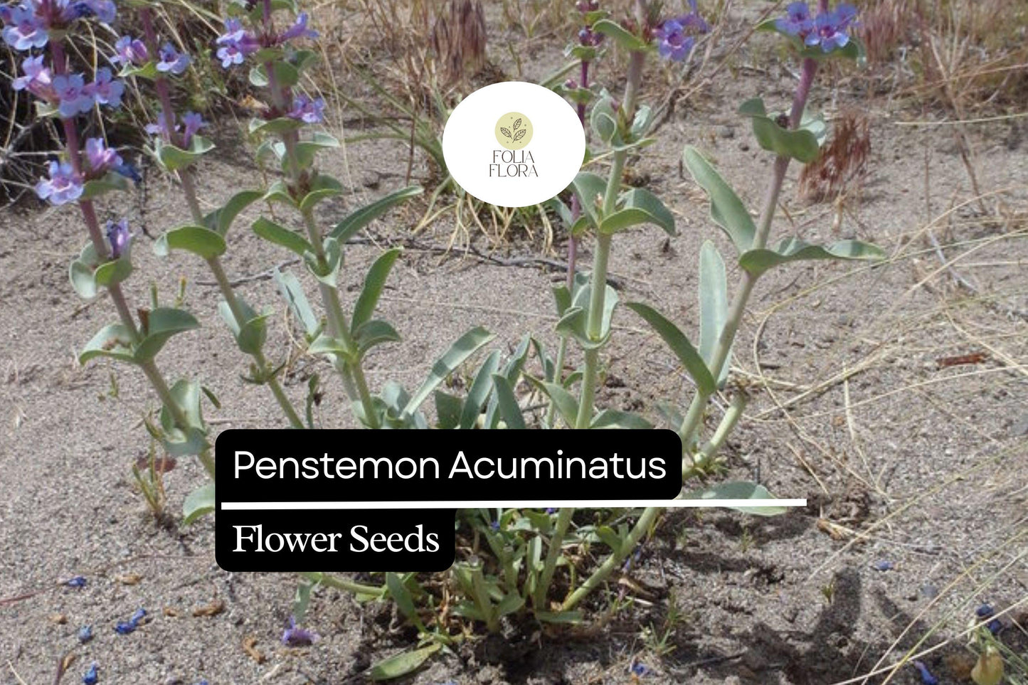 Penstemon Acuminatus Seeds - 100mg Sharpleaf Penstemon, Drought-Tolerant Wildflower, Lavender Blooms, Pollinator-Friendly