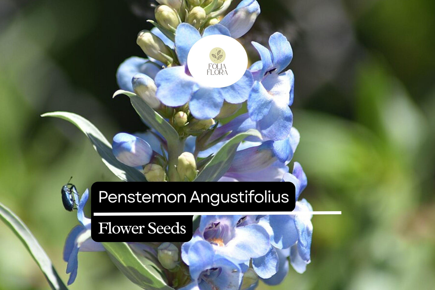 Narrowleaf Penstemon Seeds 100mg - Drought-Tolerant Wildflower, Blue-Violet Blooms, Penstemon Angustifolius, Pollinator-Friendly