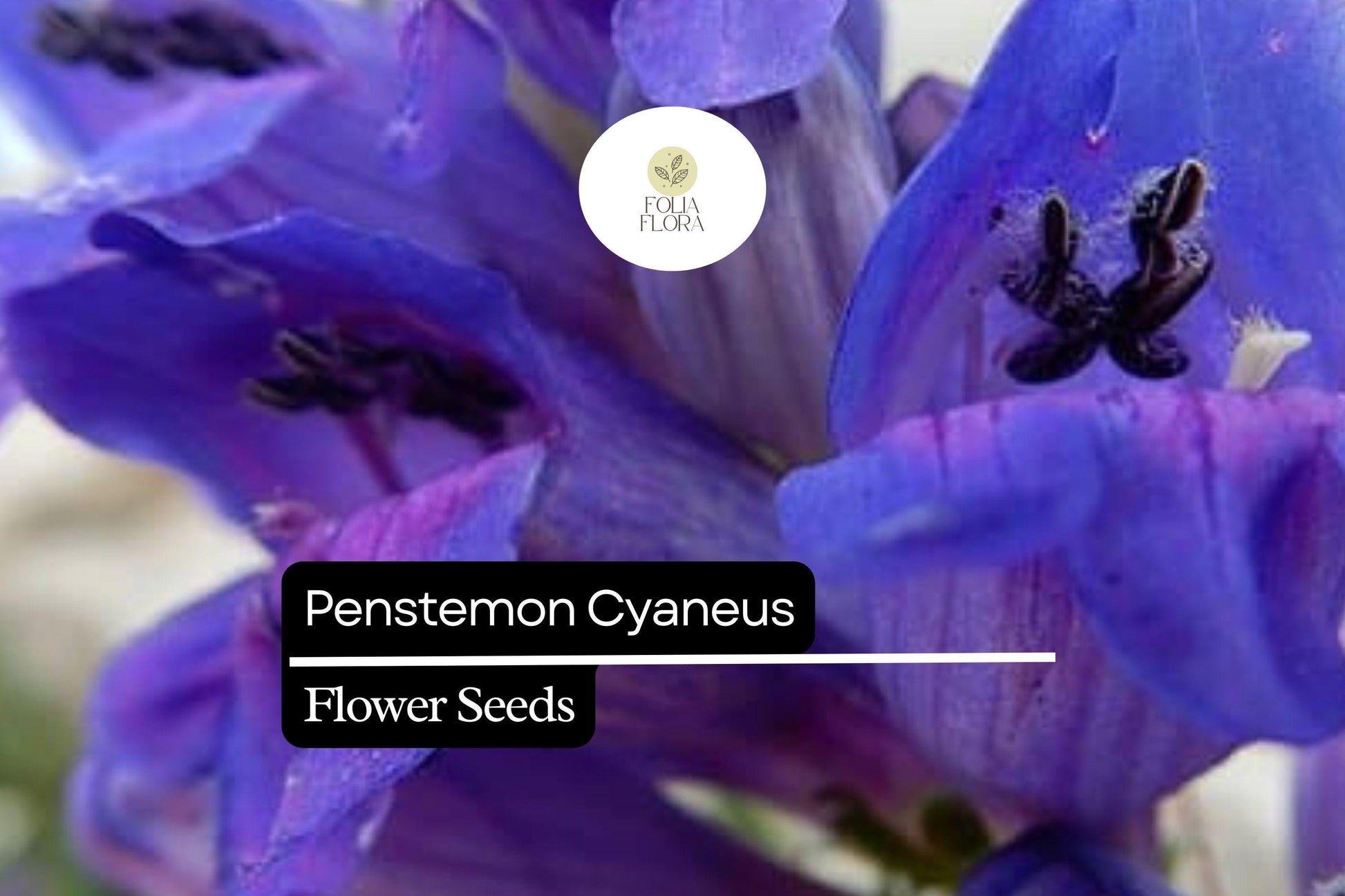 Penstemon Cyaneus Seeds - 100mg Blue Penstemon, Drought-Tolerant Native Wildflower, Pollinator-Friendly Perennial Seeds