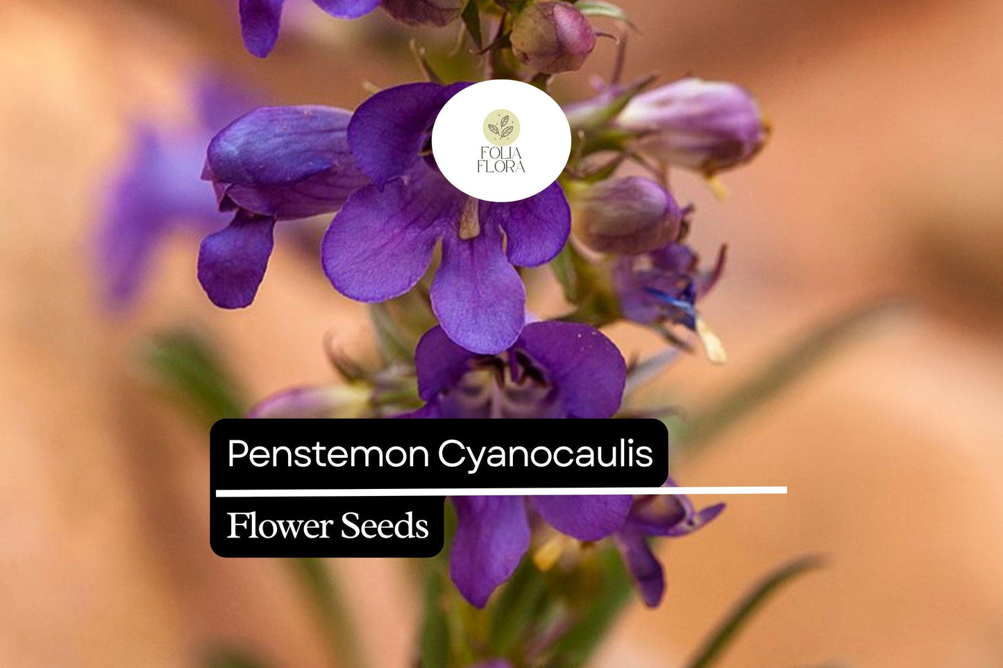Penstemon Cyanocaulis Seeds 100mg, Blue-Flowering Drought-Tolerant Wildflower, Pollinator-Friendly Perennial