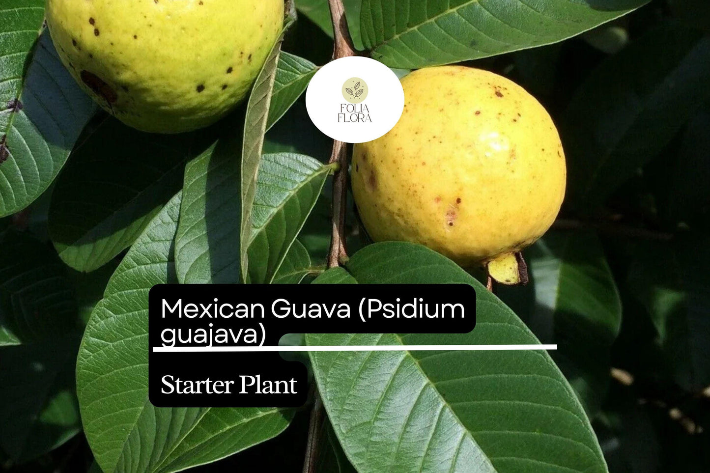 Mexican Guava Starter Plant (1-2') - Live Tropical Fruit Tree, Psidium guajava, Edible Fruit, Green Foliage, Indoor/Outdoor