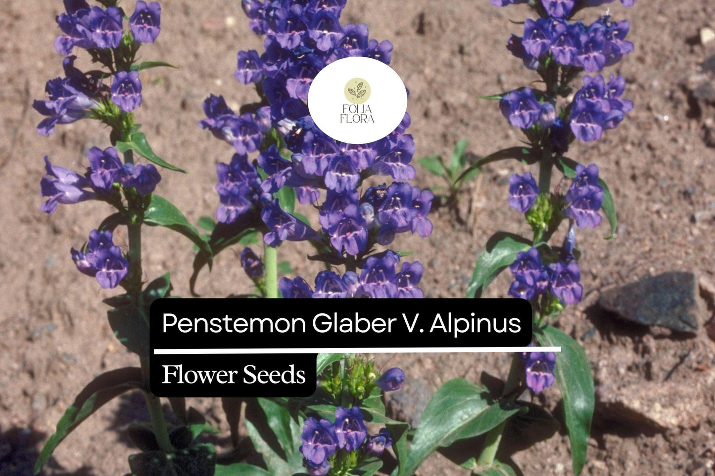 Alpine Smooth Penstemon Seeds, Drought-Tolerant Wildflower, Blue Violet Blooms, Penstemon Glaber var. Alpinus for Rock Gardens