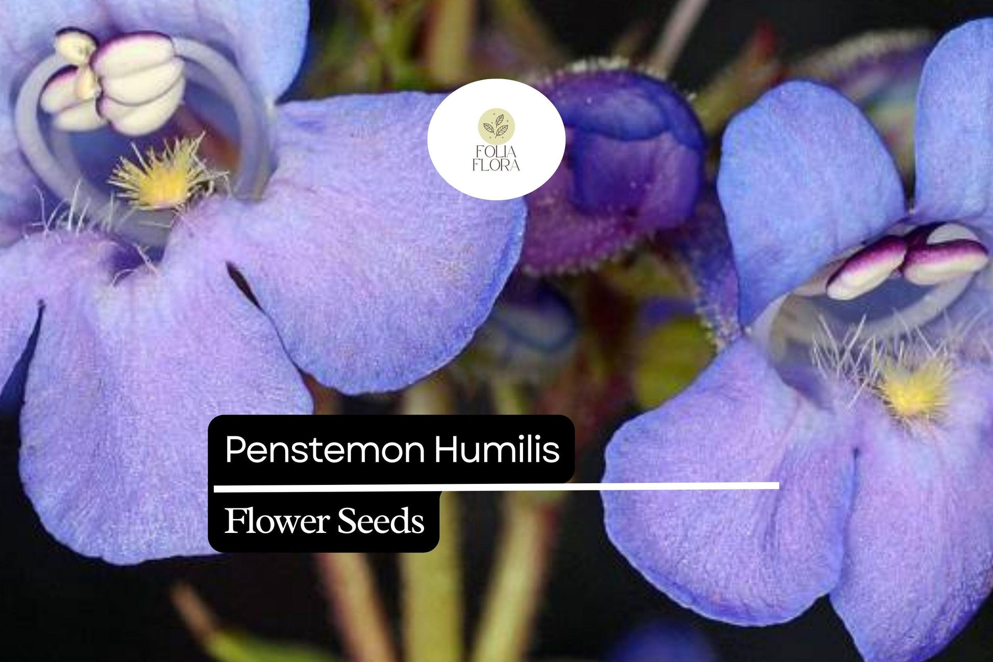 Low Beardtongue Seeds 100mg - Penstemon humilis - Drought-Tolerant Wildflower for Alpine Gardens & Pollinator Habitats