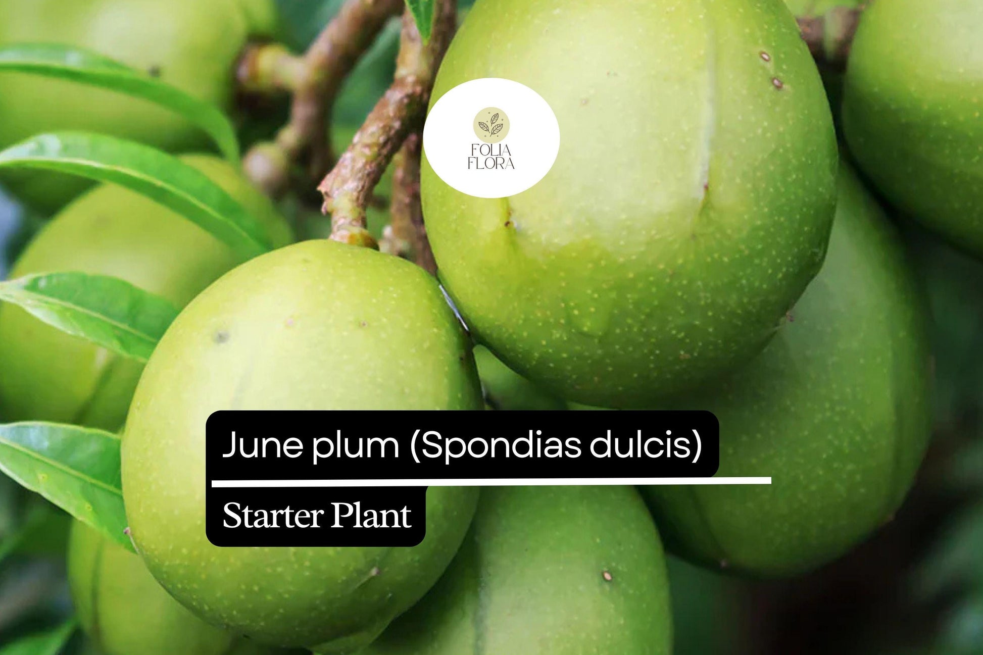 Live June Plum Starter Plant 3'-4' Tall | Spondias dulcis | Tropical Fruit Tree | Edible Golden-Yellow Fruits