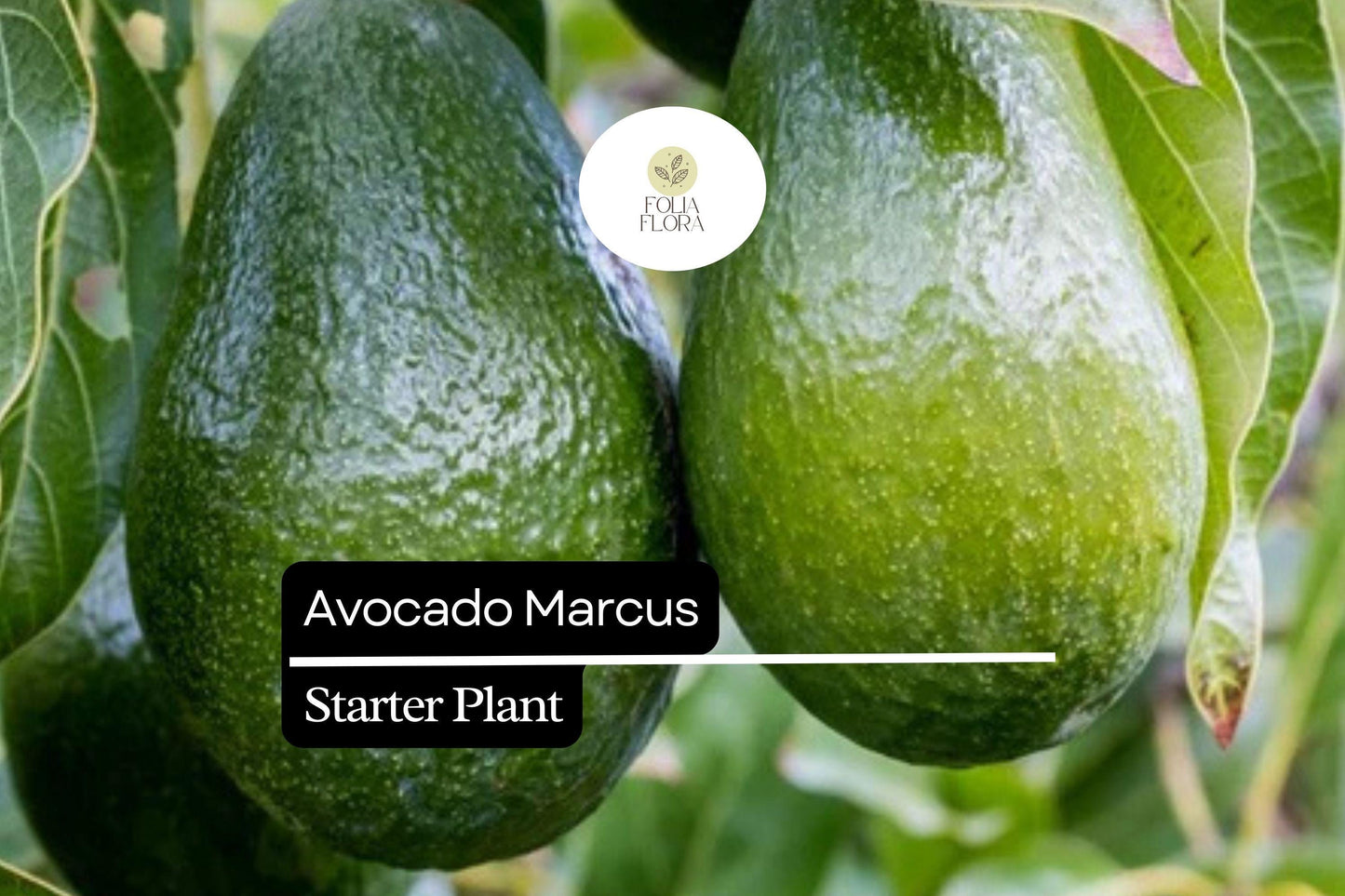Marcus Avocado Tree Starter Plant (1-2') - Persea americana - Tropical Fruit, Creamy Avocados, Edible Green Foliage