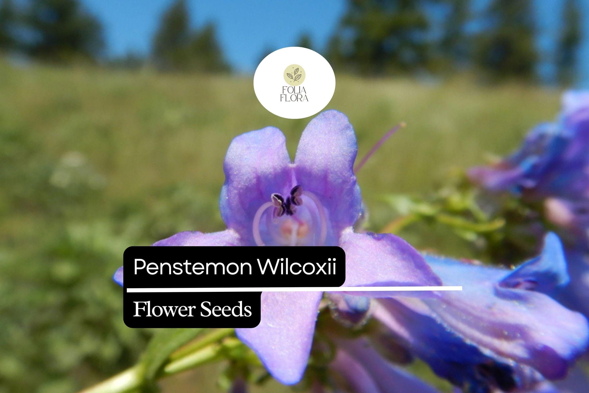 Penstemon wilcoxii Seeds - 100mg Wilcox's Penstemon, Purple-Lavender, Native Perennial Wildflower, Pollinator-Friendly