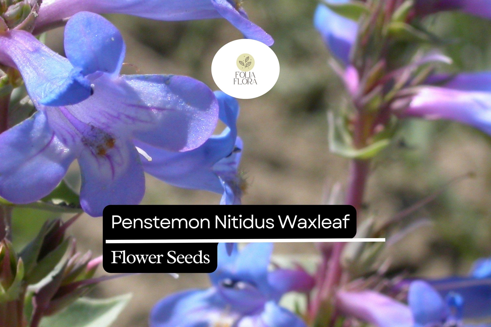 Waxleaf Penstemon Seeds, 100mg, Drought-Tolerant Wildflower, Lavender-Blue Blooms, Penstemon Nitidus, Pollinator-Friendly