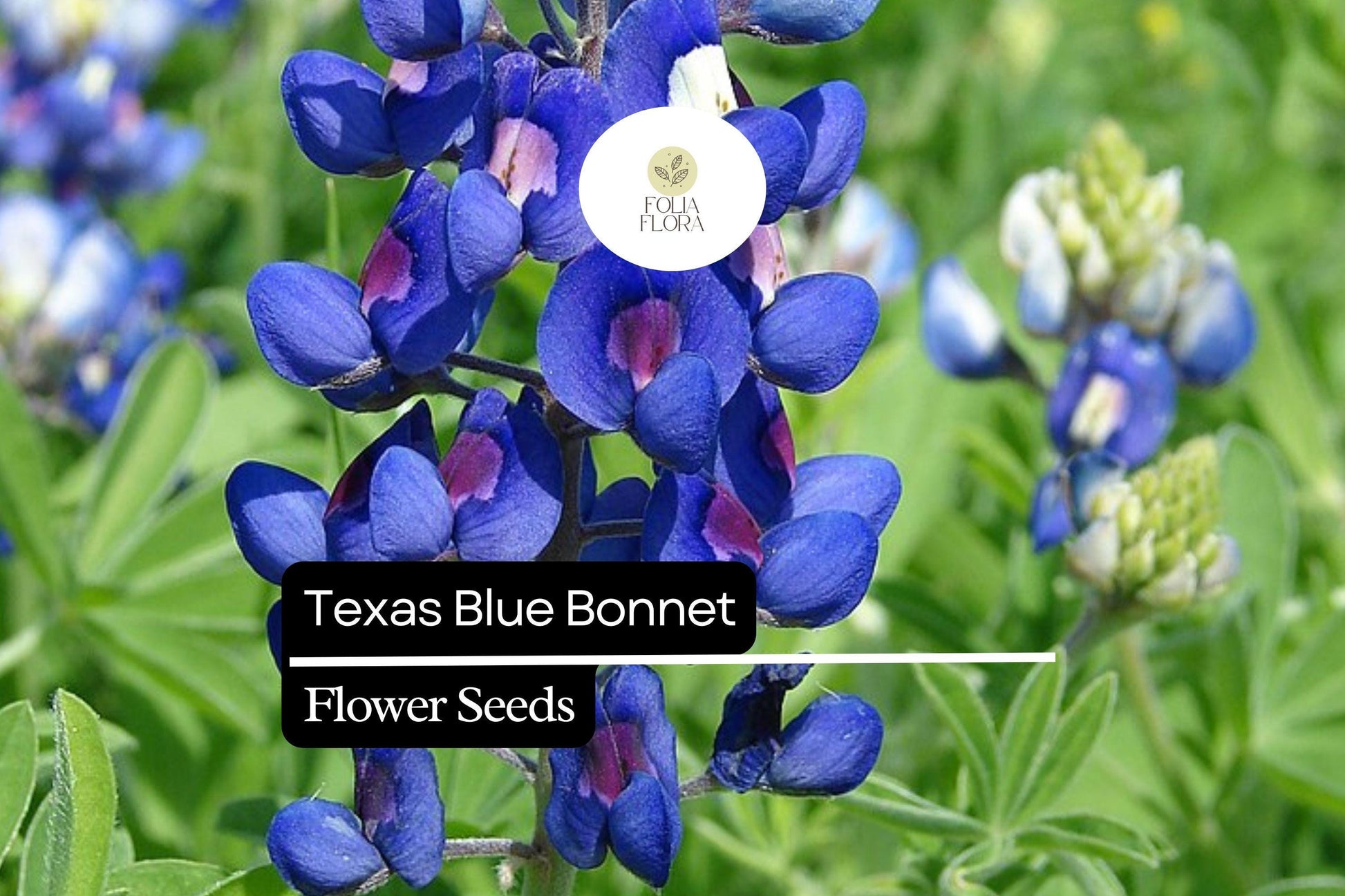 Texas Bluebonnet Seeds 1g - Vibrant Blue Wildflower, Lupinus texensis, Pollinator-Friendly, Drought-Tolerant for Gardens & Meadows