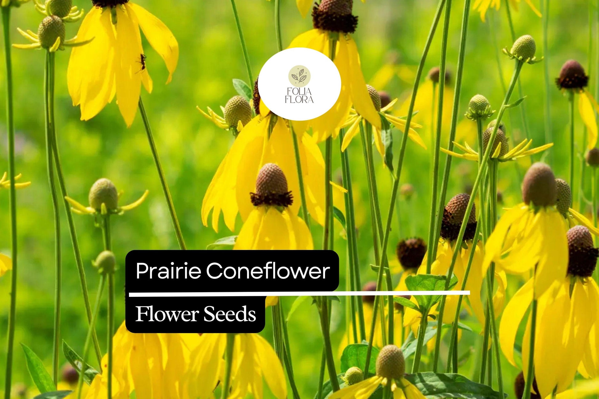 Prairie Coneflower Seeds 100mg - Ratibida columnifera, Drought-Tolerant Wildflower for Pollinator Gardens, Yellow/Red Petals