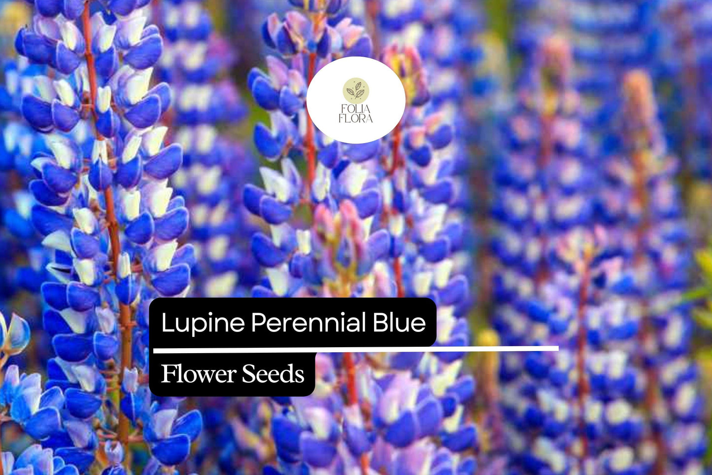 500mg Perennial Blue Lupine Seeds - Hardy Pollinator-Friendly Wildflower - Lupinus polyphyllus - Vibrant Blue Blooms
