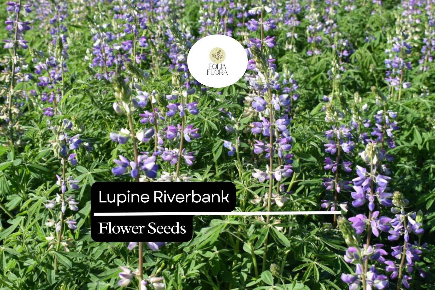 500mg Riverbank Lupine Seeds - Blue-Purple Flowering Perennial (Lupinus rivularis) - Pollinator-Friendly for Cottage Gardens