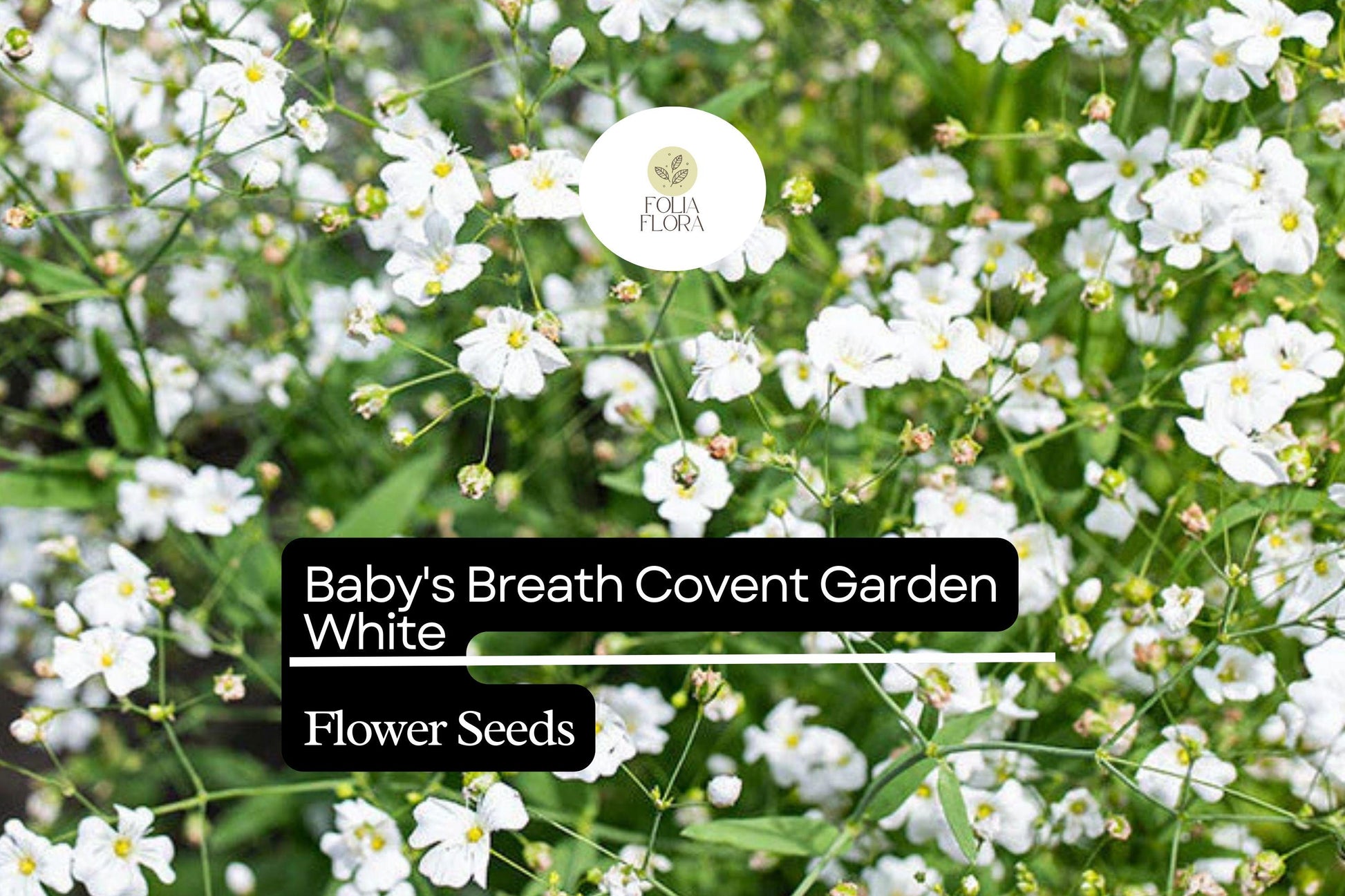 Baby's Breath Seeds - Covent Garden White - Gypsophila elegans - Airy Blooms for Floral Arrangements & Gardens
