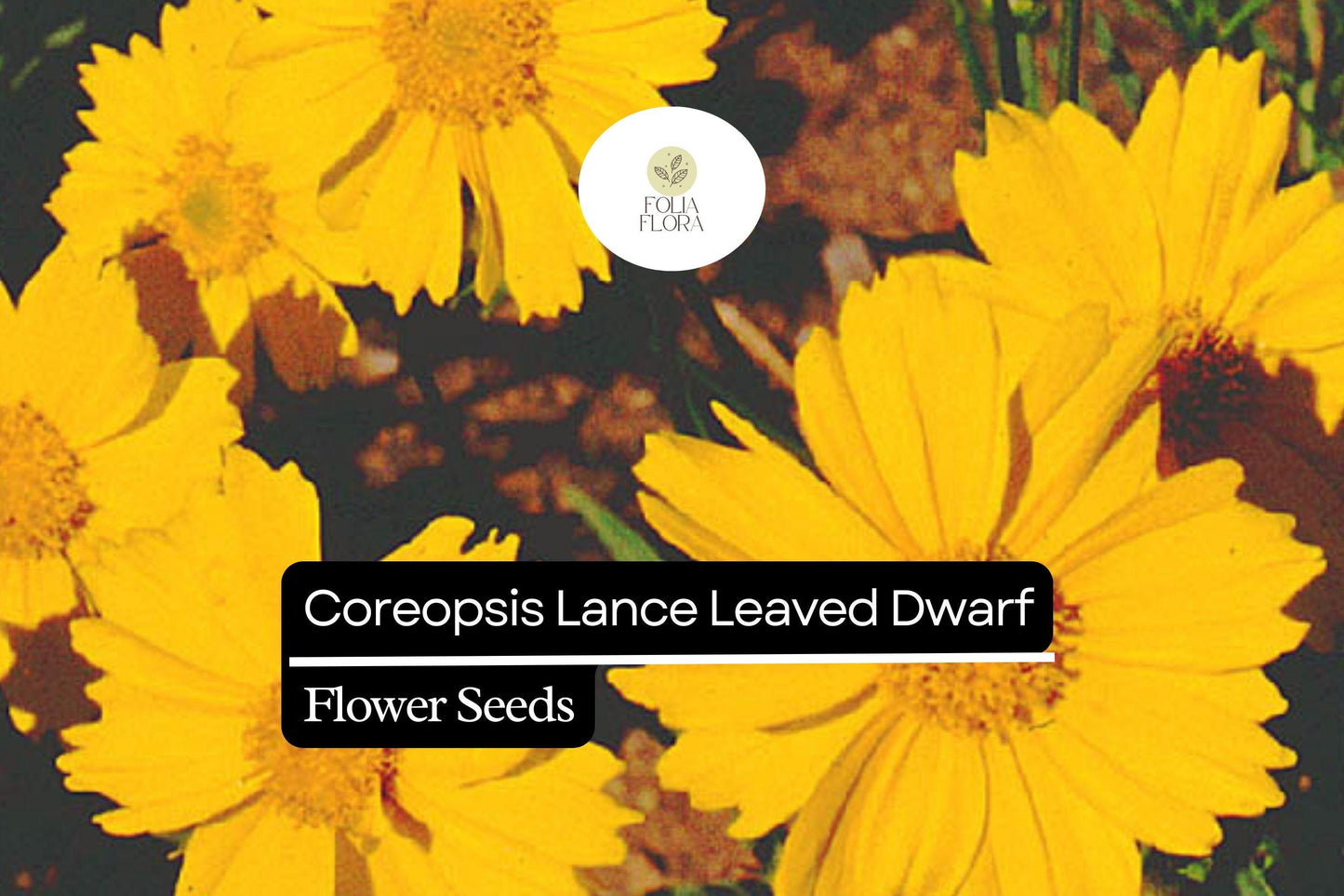 Coreopsis Lance Leaved Dwarf Seeds 100mg - Compact Yellow Wildflower (Coreopsis lanceolata) for Pollinator Gardens & Borders