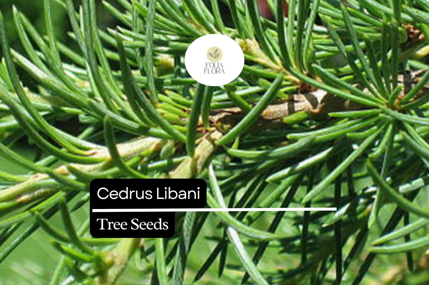 Cedar Seeds - 5 Seeds Cedrus libani - Lebanese Cedar, Majestic Evergreen, Drought-Tolerant Tree for Landscaping