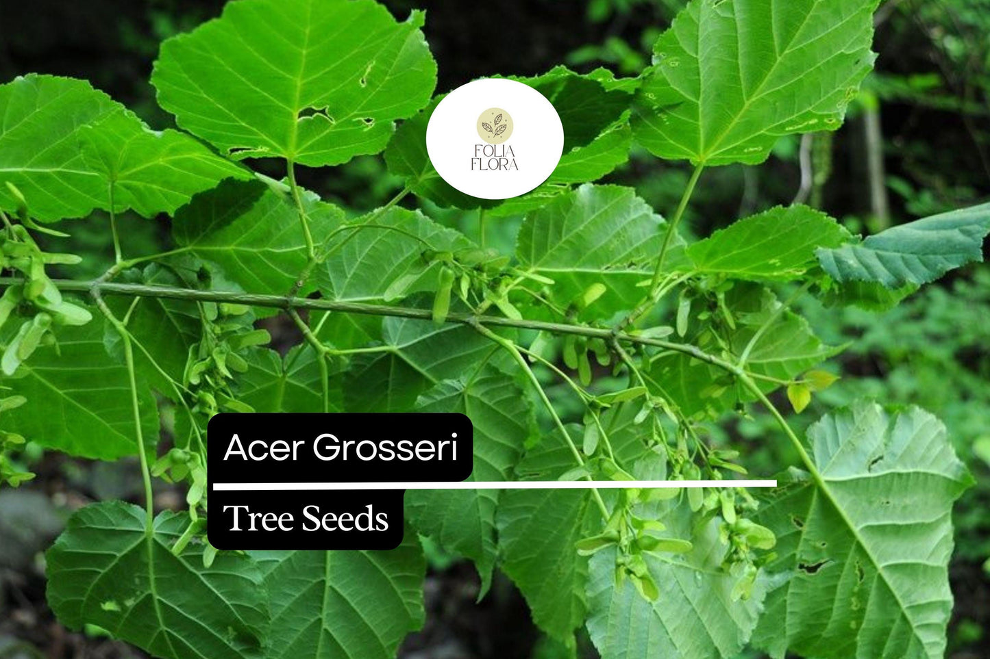 10 Seeds Snakebark Maple Acer grosseri - Rare Ornamental Tree with Striking Green Bark and Fall Color